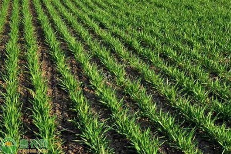 小麦施肥的时间及方法,你知道多少？