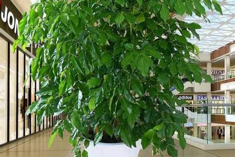 幸福树用什么肥料