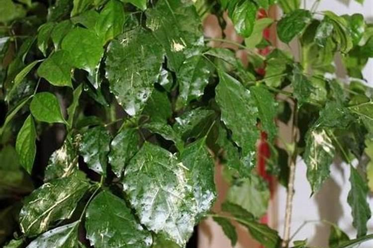 幸福树施什么肥最好 幸福树怎么施肥