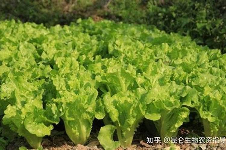 杨梅树生虫了怎么办