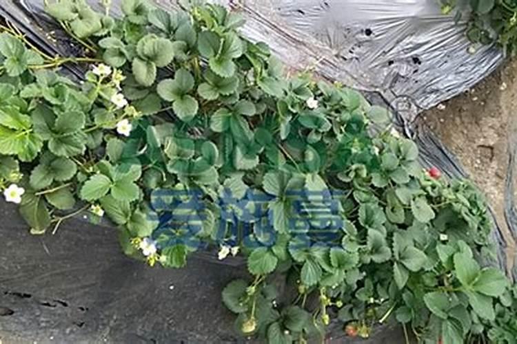 金砖一天比一天黄叶多怎么回事