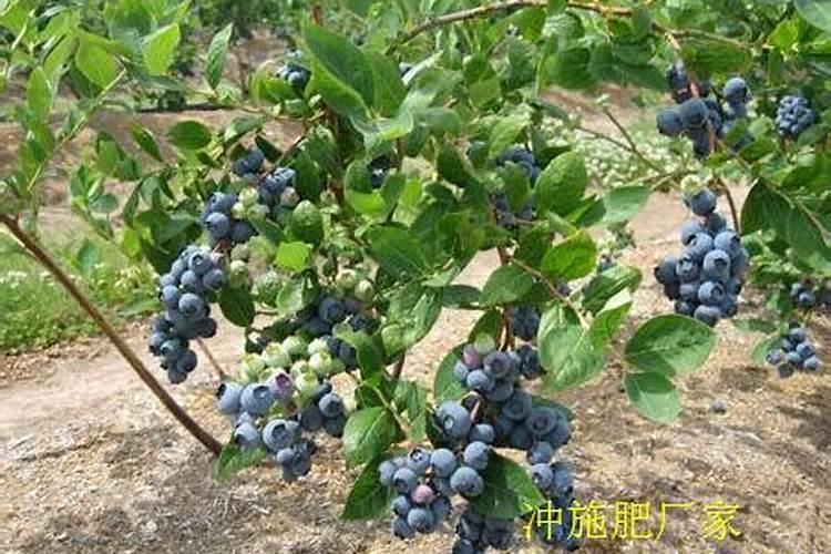 蓝莓可以用冲施肥不