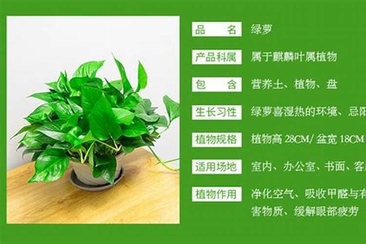 绿萝施什么肥最好 适合用什么肥料