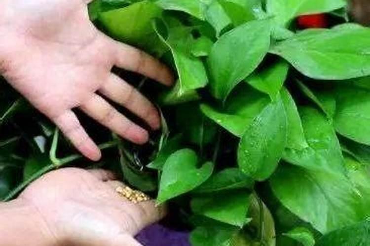 绿萝怎样浇水施肥？？