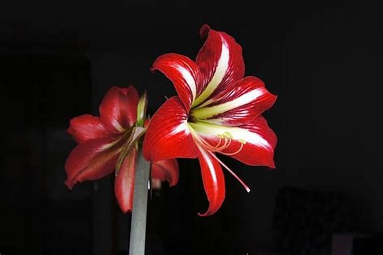 葡萄叶面硼肥盛花期能喷吗