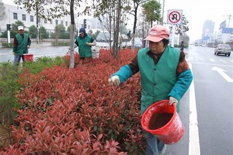 水梅花用什么肥料