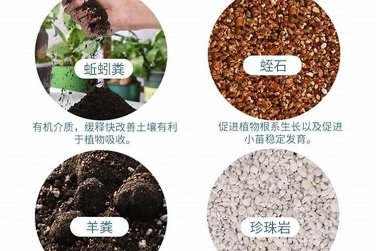 养花用发酵好的鸡粪还是羊粪好,室内养花使用羊粪好还是鸡粪好