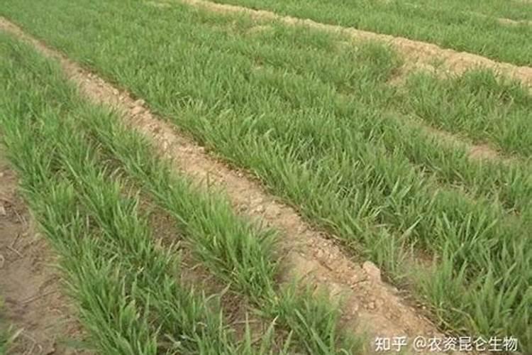 多肉法师怎么养