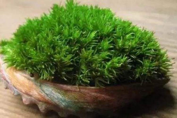 多肉可以施复合肥吗