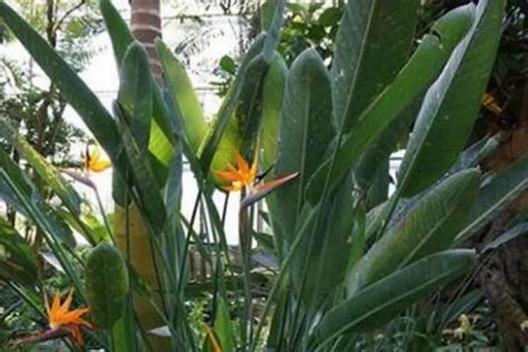 尿素和叶面肥有什么区别？尿素能否当叶面肥使用？