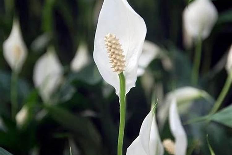 白掌开花期间能施肥吗