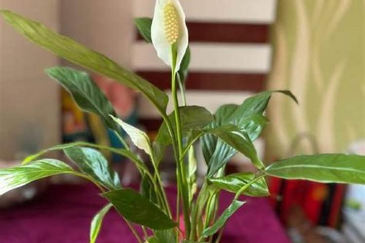 白醋和蜂蜜那个溶于水快