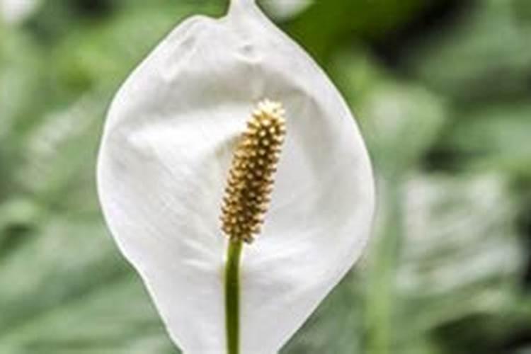 白掌施什么肥开花