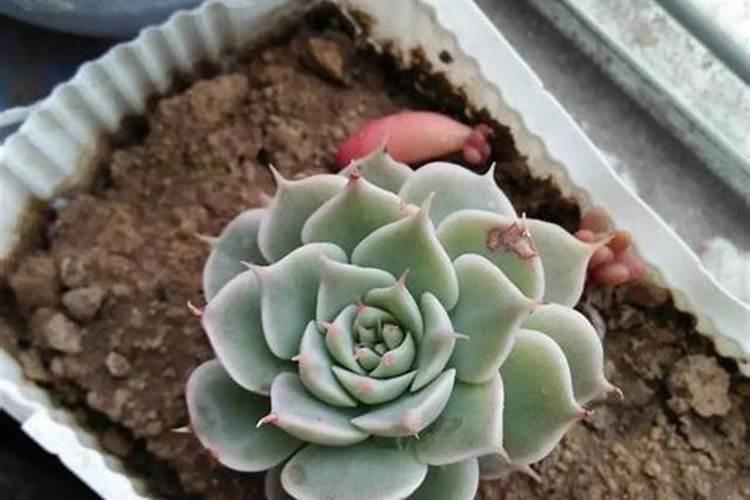 兰草花浇什么水好