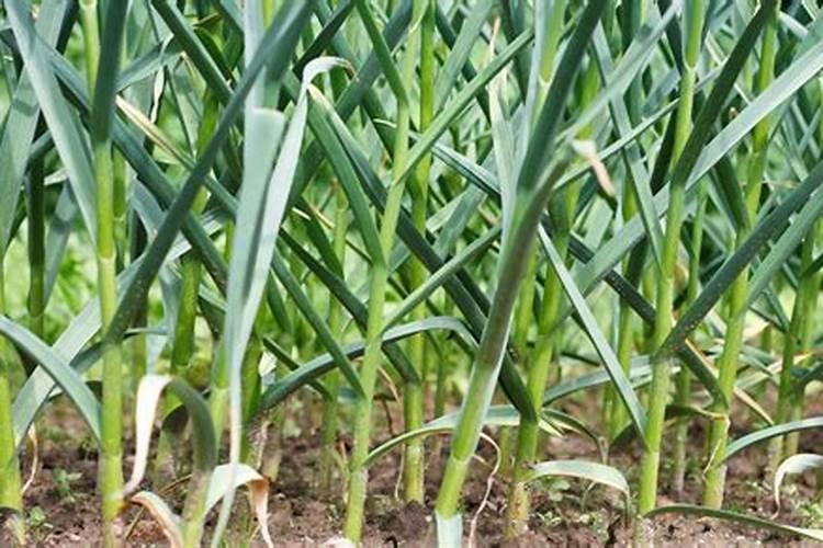 中国产盐量最大的湖