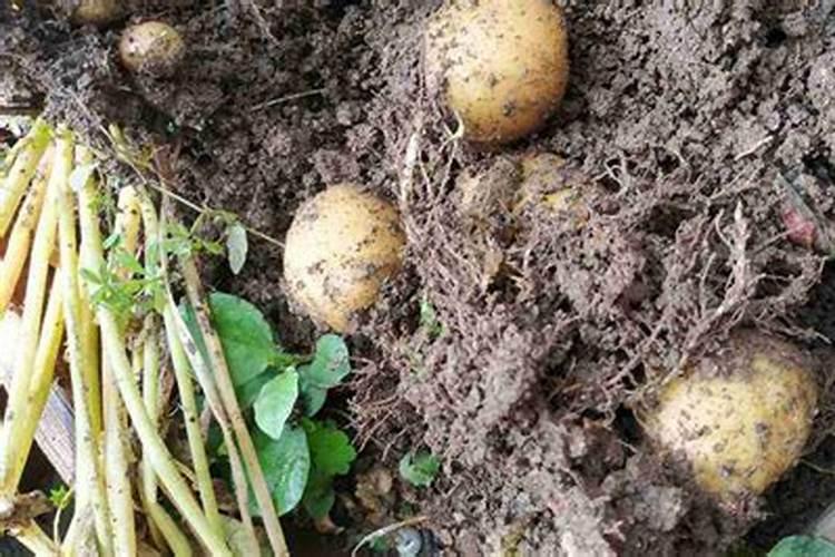 种植土豆用什么化肥