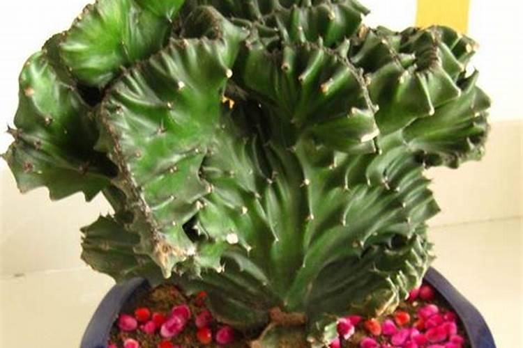 硼砂对花生下针盛花期有用吗