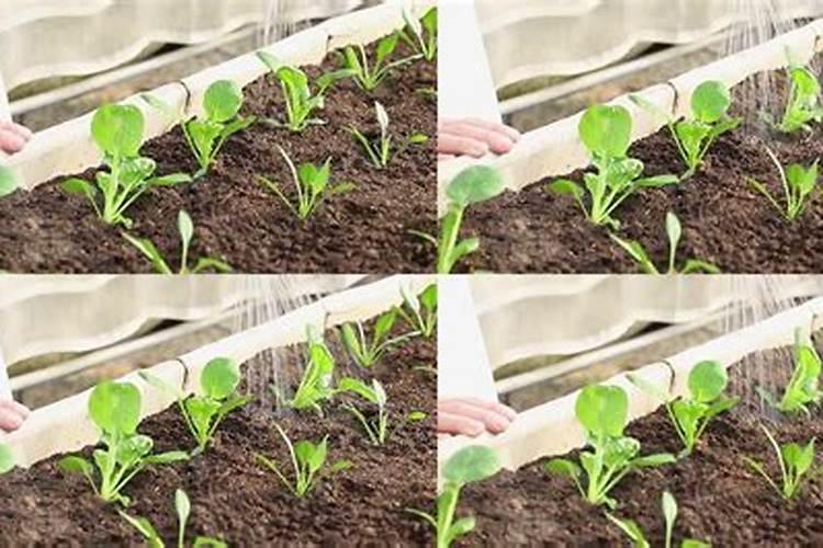 菜苗移栽几天后可施肥