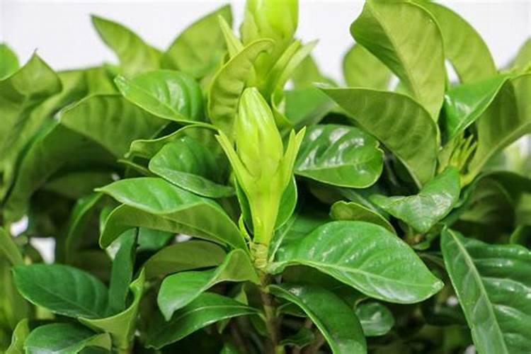 栀子花缺肥表现,叶子变薄并发黄