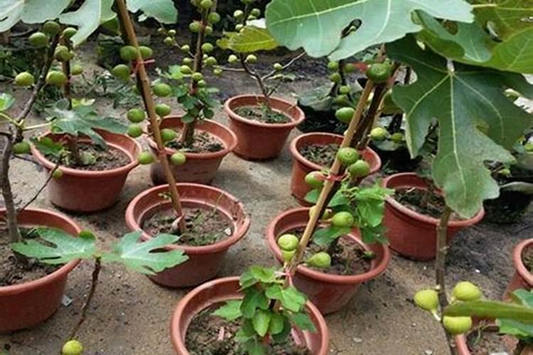 一亩烤烟用多少钾肥 什么时候施钾肥好