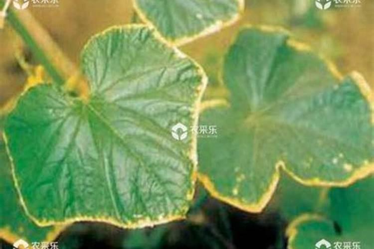 氮肥过多或不足对植物的影响