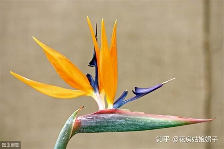 葡萄树使用什么肥料能长根