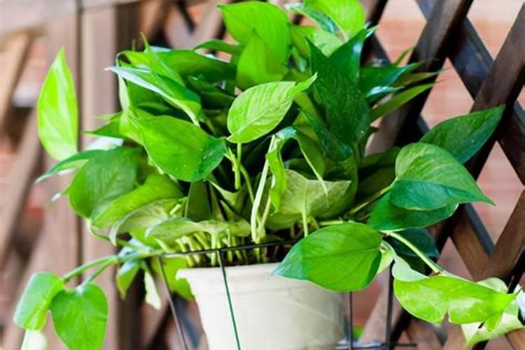 绿萝施什么肥料长得好