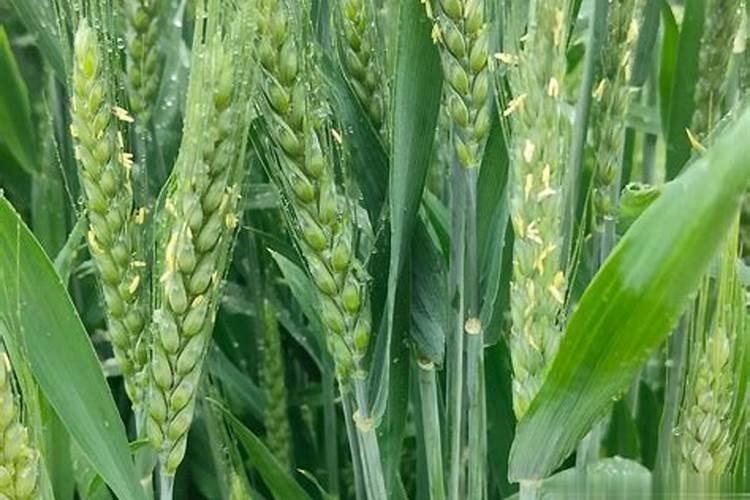 长寿花施什么肥最好 长寿花需要什么肥料