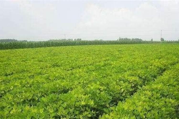 二胺用来养花可以吗？