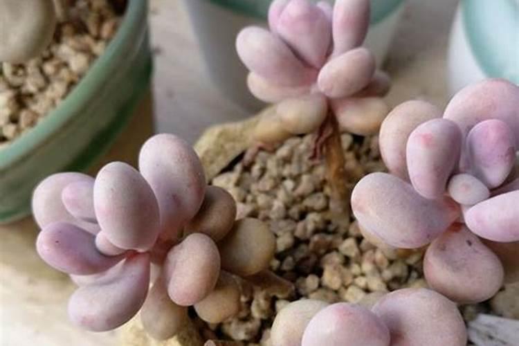 韭菜采收后施什么肥料长得快