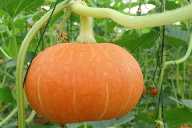 水产养殖中红糖和黄腐酸钾一起可以肥水吗