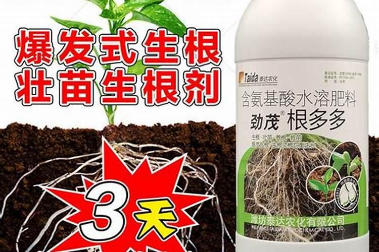 果树移栽后多久生根如何提高移栽成功率