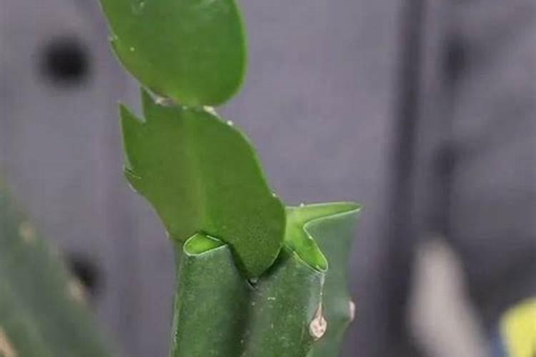 黄瓜结果以后还能浇肥水吗 施什么肥好