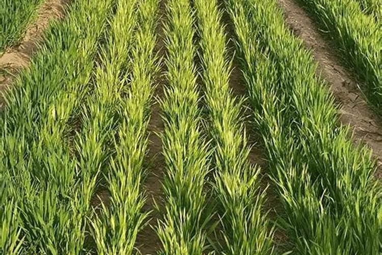 淘米水发酵是什么肥料 淘米水浇花怎么发酵