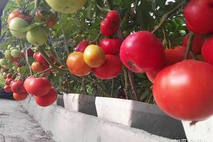 番茄转色期可以用202020的水溶肥吗？