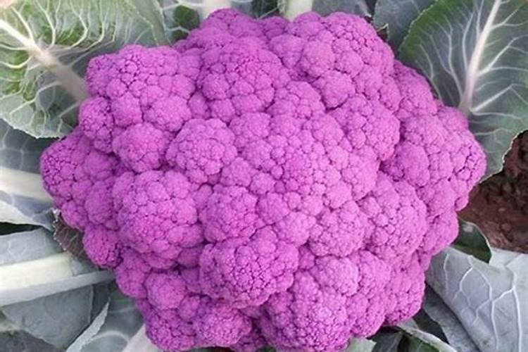 花菜施肥什么合适？花菜追肥用什么更高产