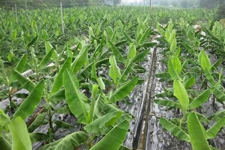 香蕉叶喷钾宝肥料可以吗