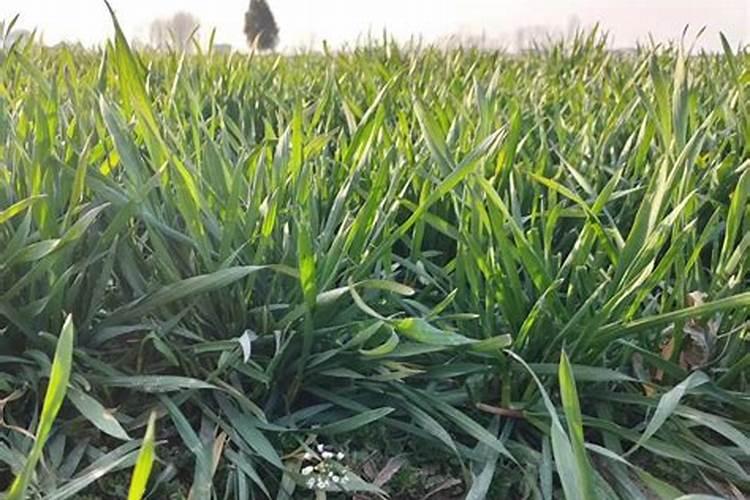 种植一公斤大蒜能收获多少蒜苗