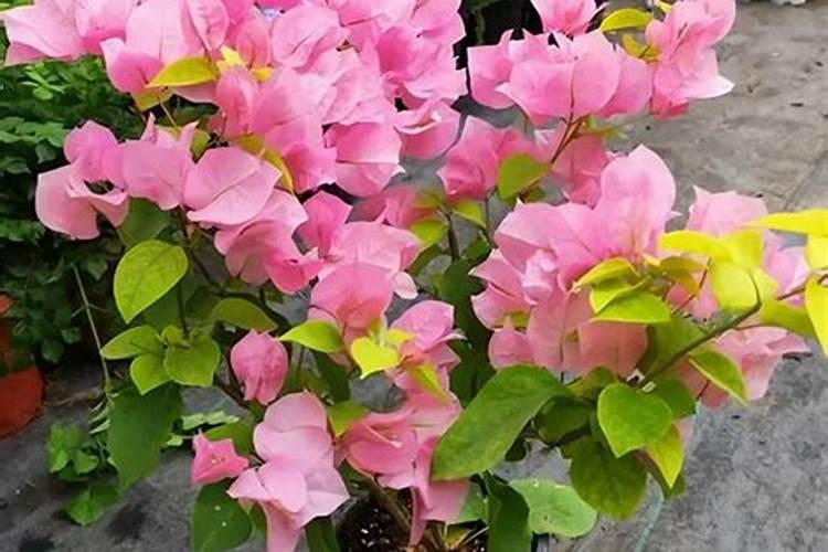 三角梅掉光了叶子,用哪几个方法,让它重新开满花？