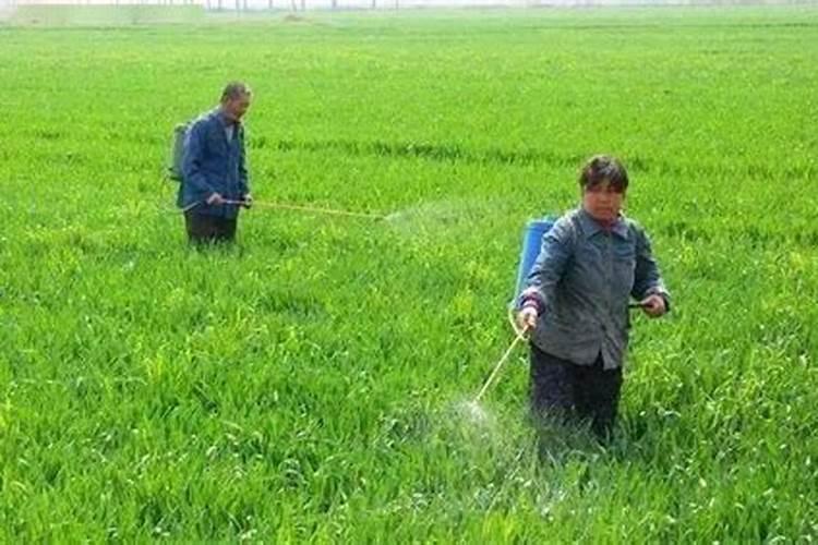 适合水田种植的植物有哪些 水田种植什么好