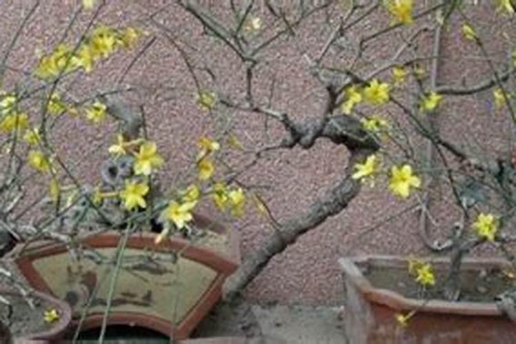 迎春花修剪时间和技巧 迎春花什么时候剪最合适