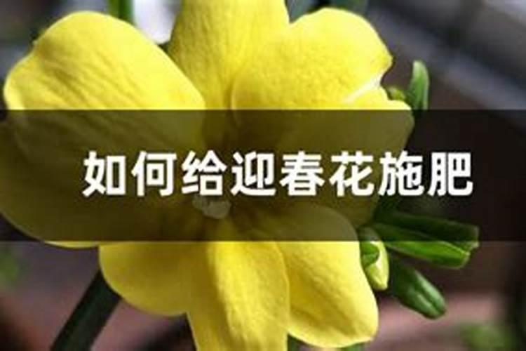 怎样修剪迎春花