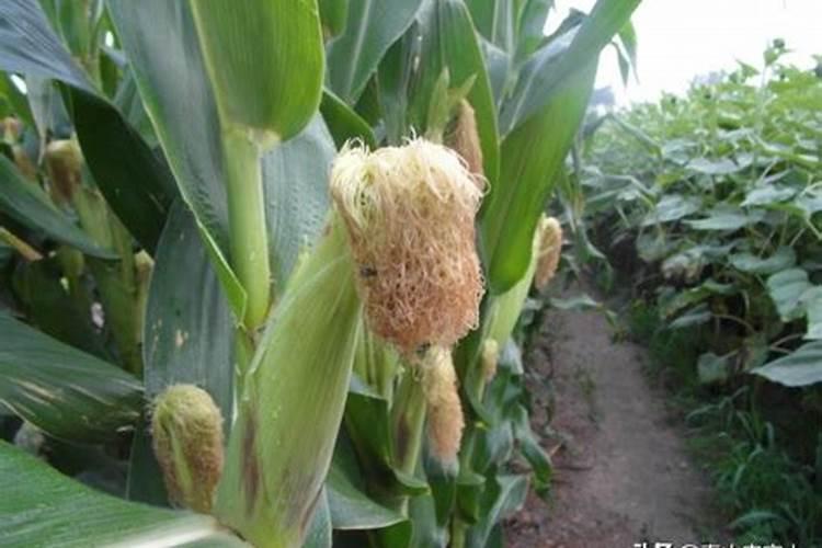 玉米扬花期能打叶面肥吗