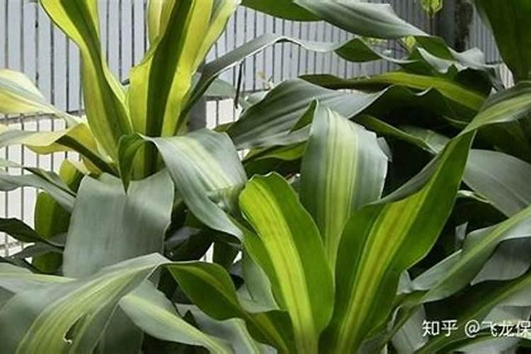 红提葡萄的露地种植,肥水管理是怎么样的？