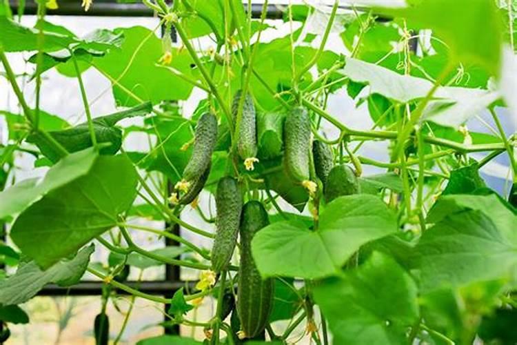 黄瓜什么时候用高钾肥料 怎么施肥提高产量
