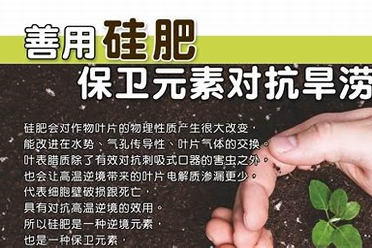茉莉开花时可以施肥吗