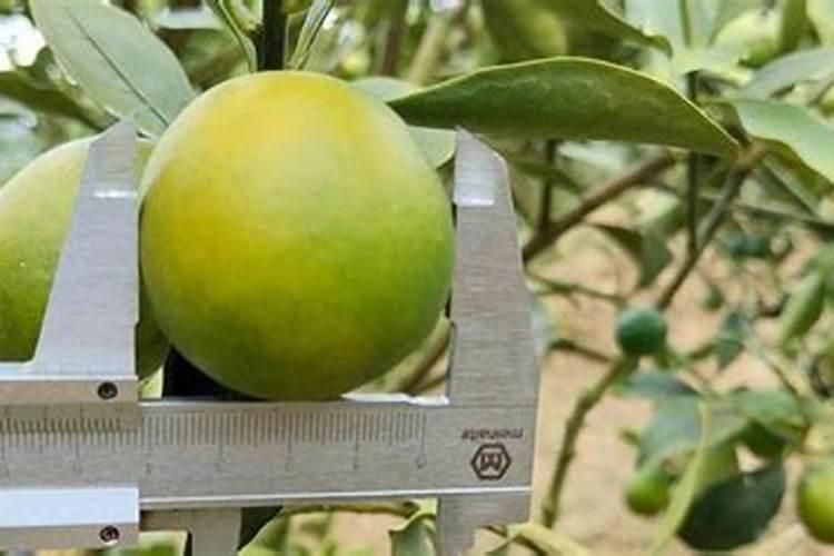 植物缺镁用什么肥料