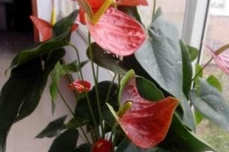 水田淹水期间不适合选用哪种氮肥来使用