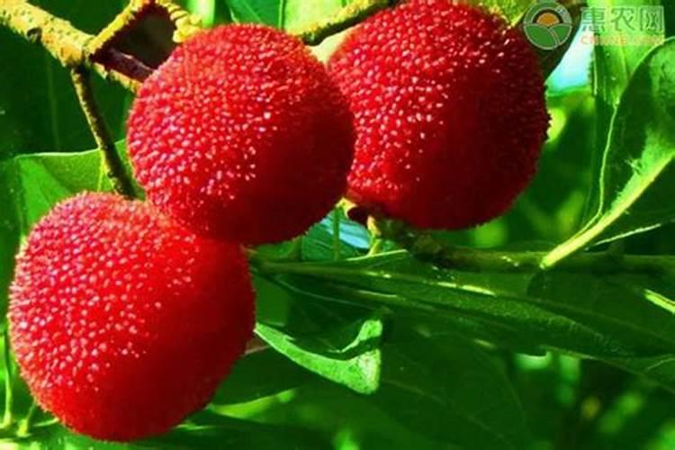 水田在淹水期的时候,哪种氮肥是不适合去施用的