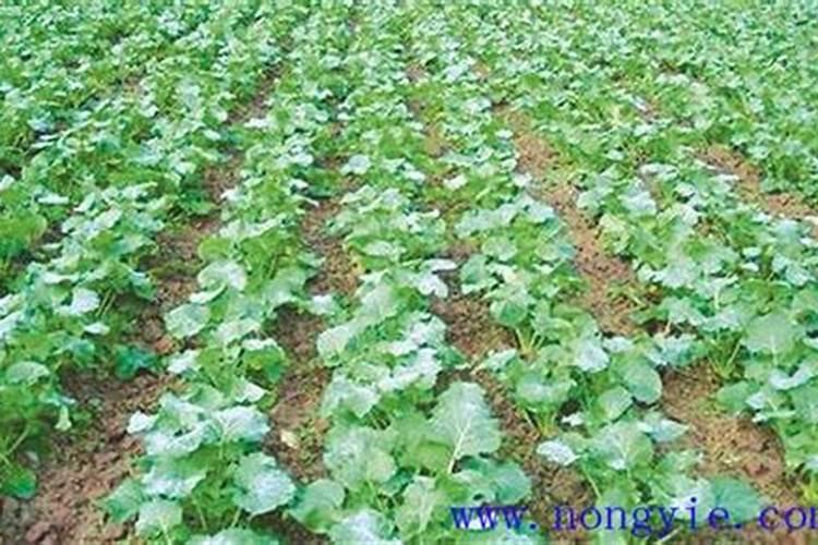 辨别水溶肥真假,这八招绝对好用!